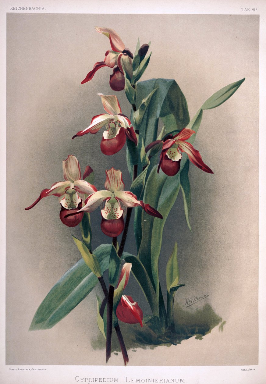 Phragmipedium × sedenii como syn: Cypripedium × lemoinierianum de London H. Sotheran and Co.
