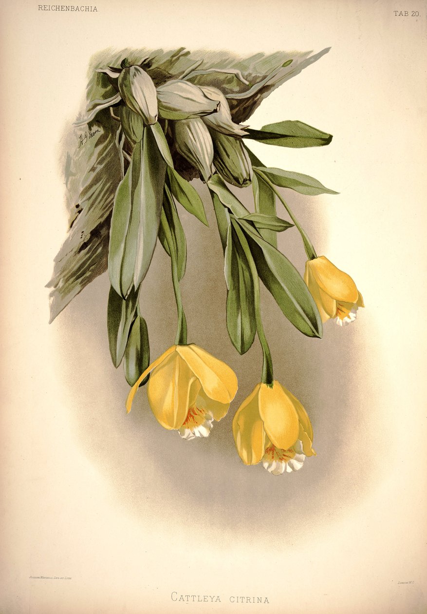 Prosthechea citrina (como: Cattleya citrina) de London H. Sotheran and Co.