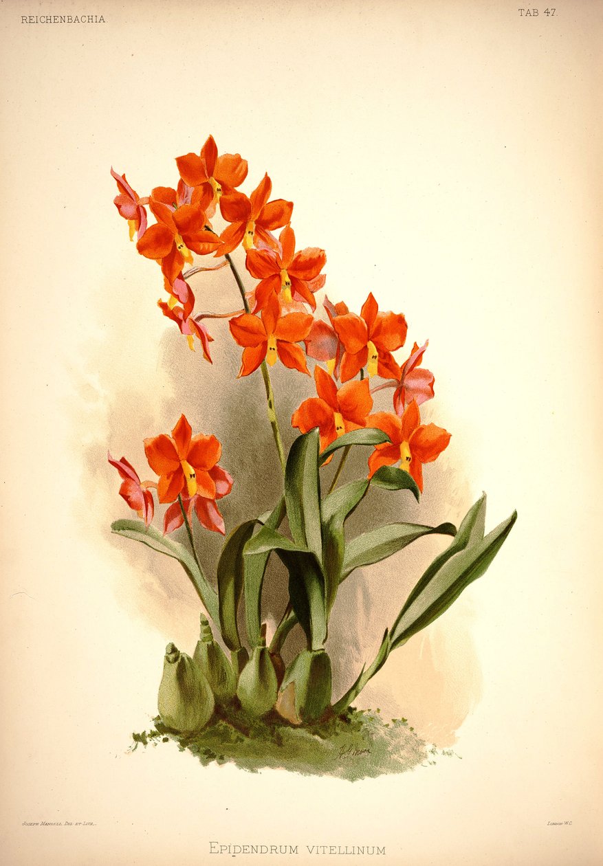 Prosthechea vitellina de London H. Sotheran and Co.