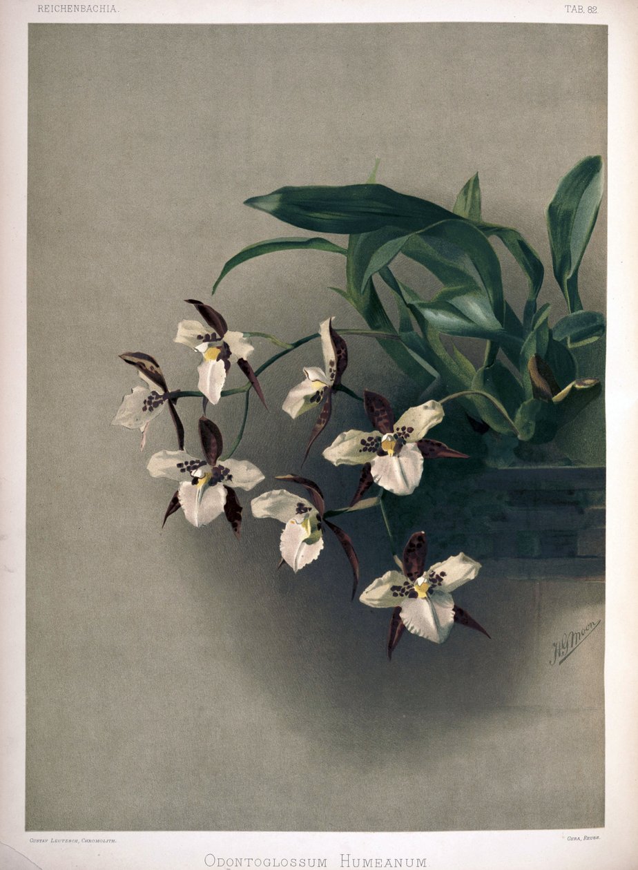 Rhynchostele × humeana como sin: Odontoglossum × humeanum de London H. Sotheran and Co.