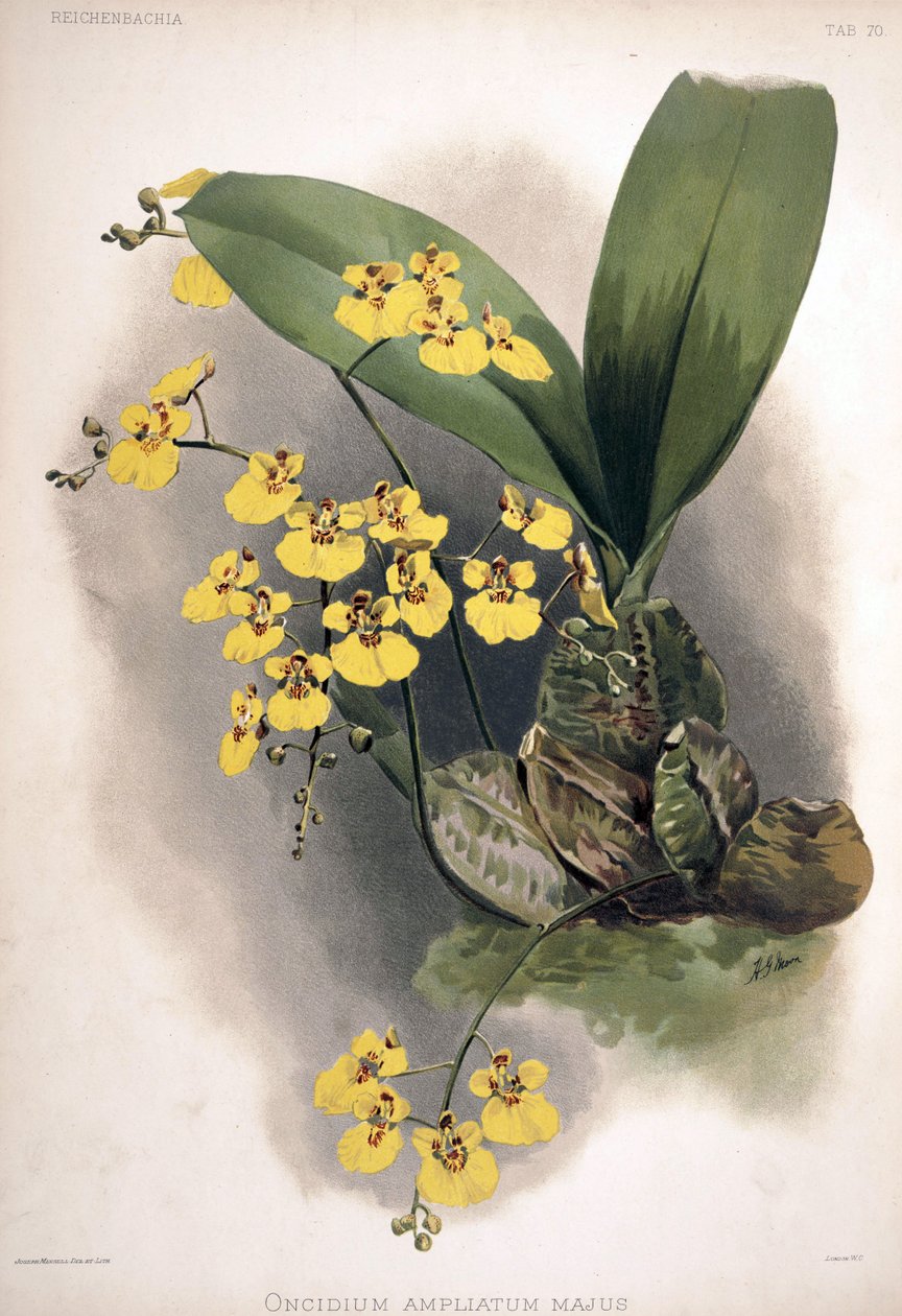 Stanhopea amplificado syn:. Oncidioides amplificado ssp. mais de London H. Sotheran and Co.