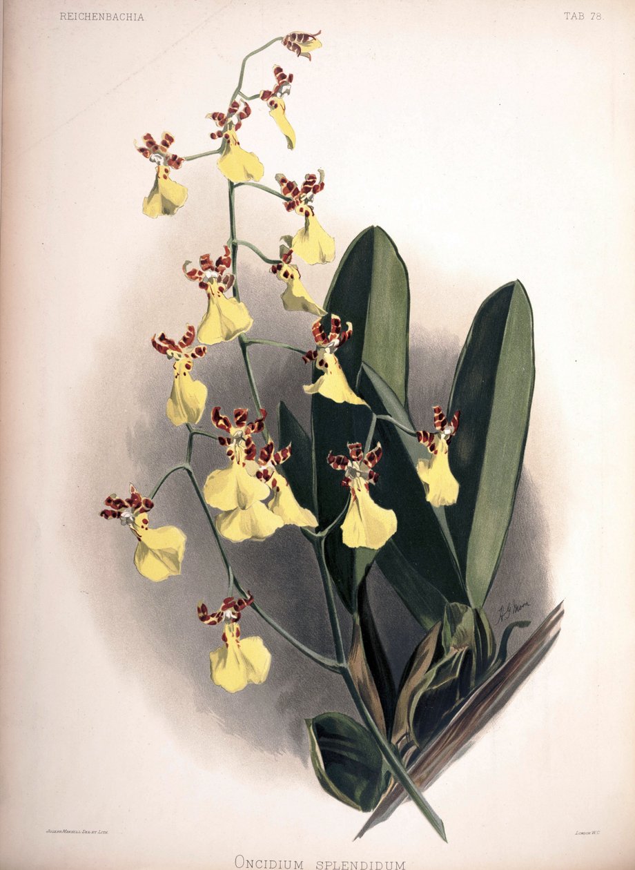 Trichocentrum brilhante, syn espumante:. Oncidioides de London H. Sotheran and Co.