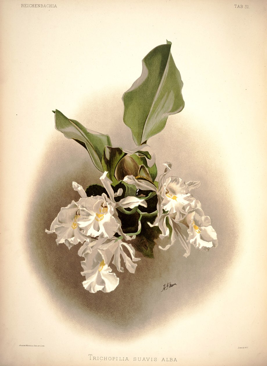 trichopilia doce de London H. Sotheran and Co.