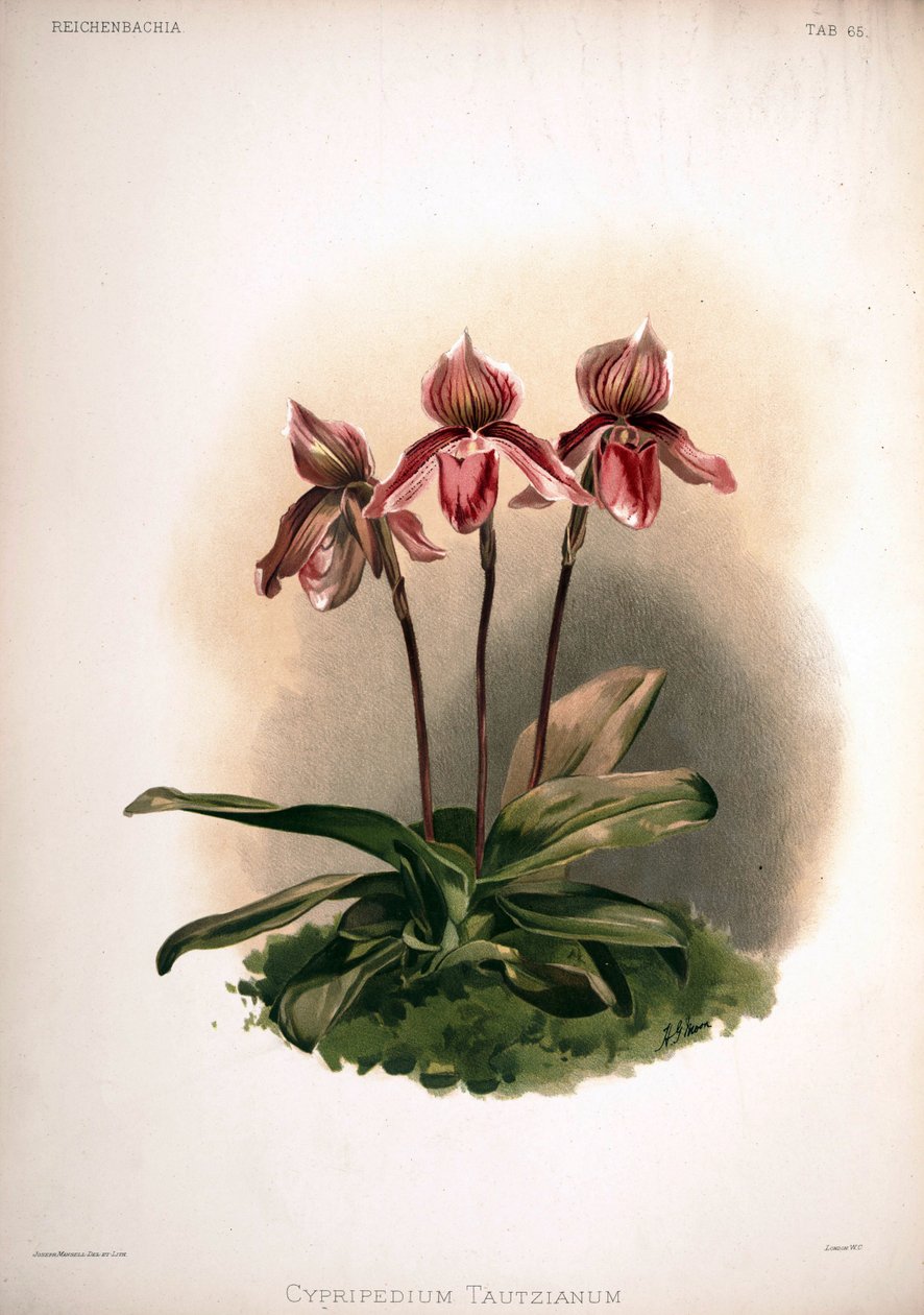 Cultivo de Cypripedium × tautzianum = (Paphiopedilum barbatum × Paphiopedilum niveum) de London H. Sotheran and Co.