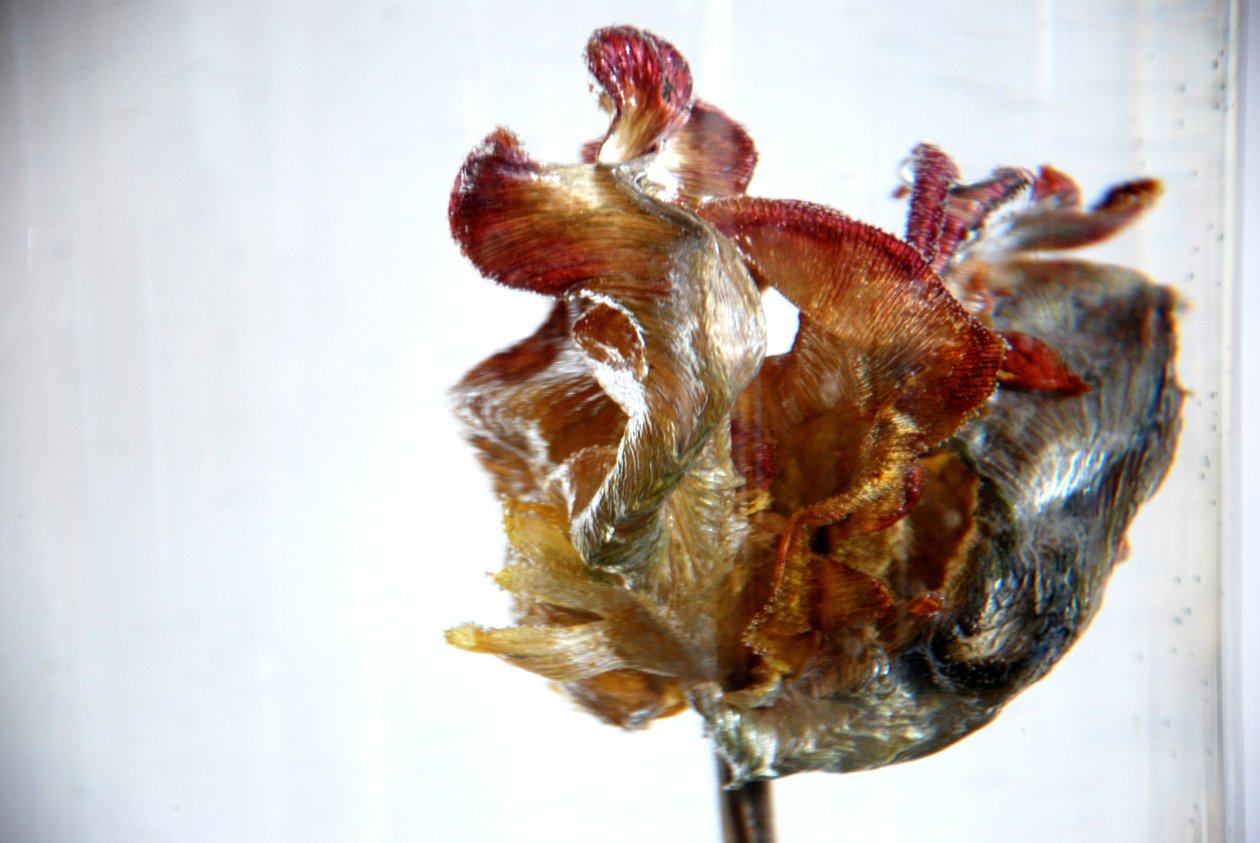Tulipa de água 4, 2013, fotografia de Lou Gibbs