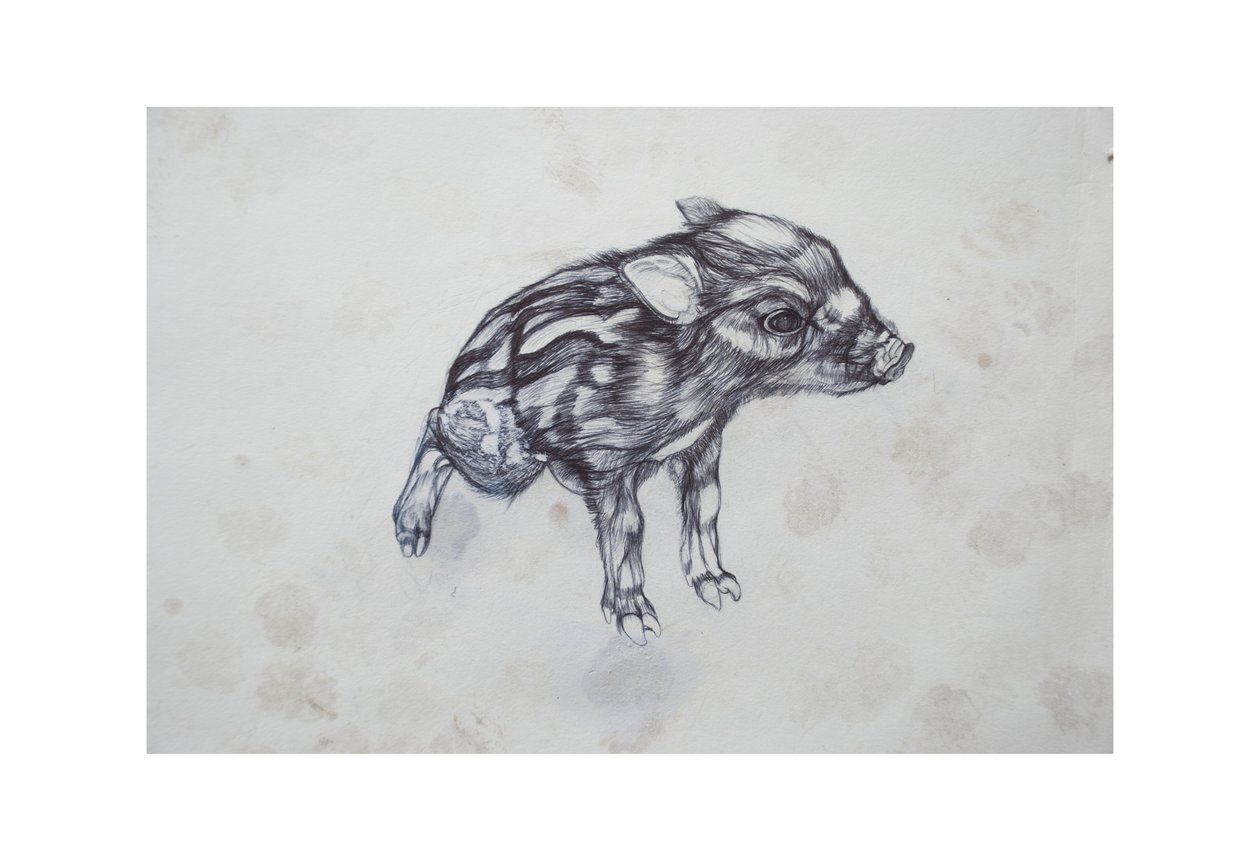 Porquinho, 2015, (bic biro no papel) de Lou Gibbs