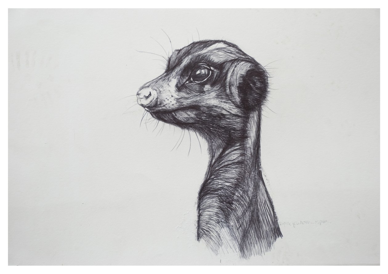 Meerkat, 2016, (bureau no papel) de Lou Gibbs