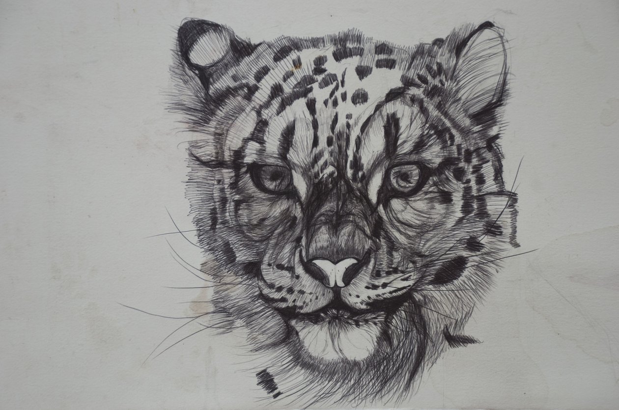 Snow Leopard, 2016, (bic biro no papel) de Lou Gibbs