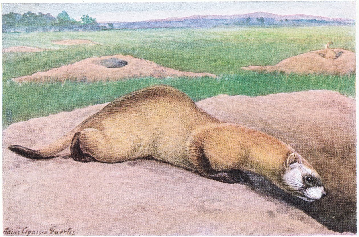 Black Footed Ferret, máscara preta, pés e ponta da cauda, um dos mamíferos mais raros da América de Louis Agassiz Fuertes