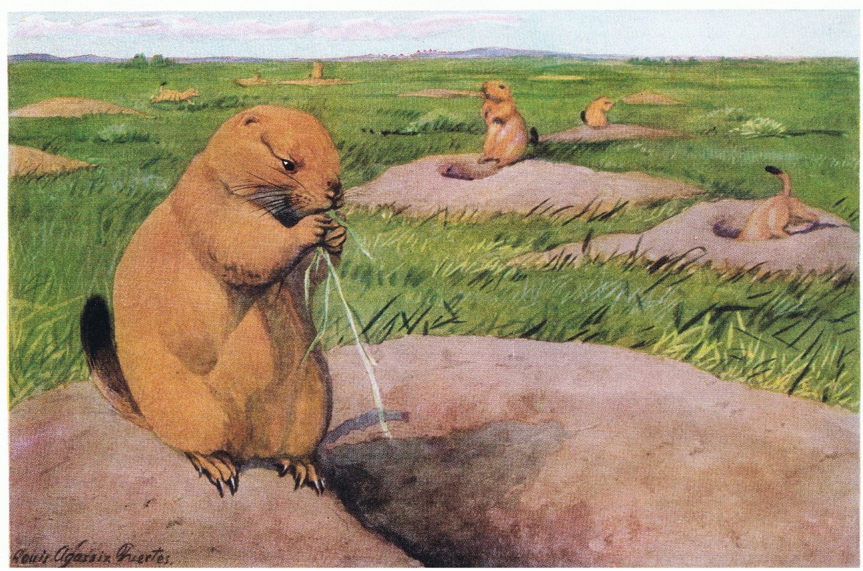 Cães de Pradaria de Cauda Preta que mantêm gramados curtos para vistas desobstruídas de Louis Agassiz Fuertes