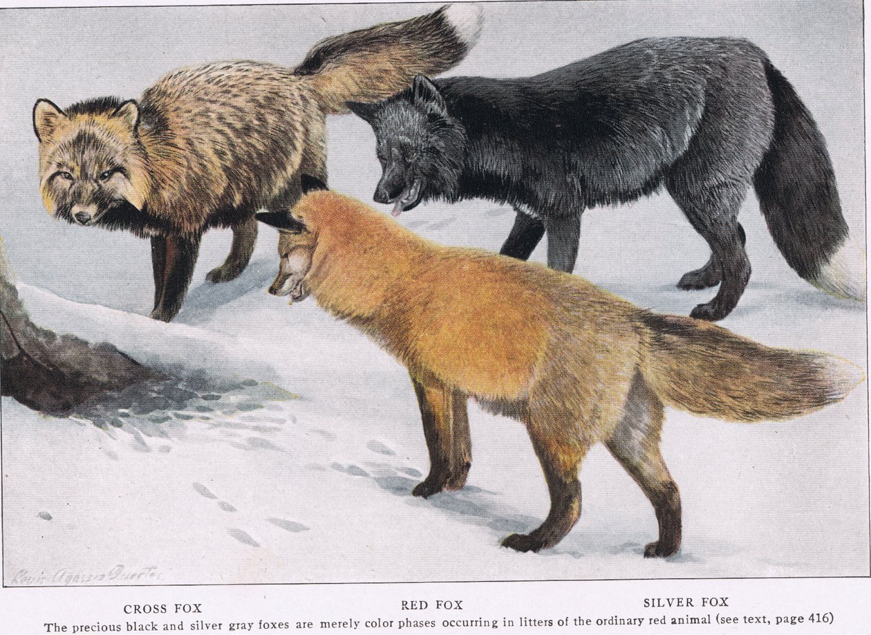 CrossRed e Silver Foxes de Louis Agassiz Fuertes