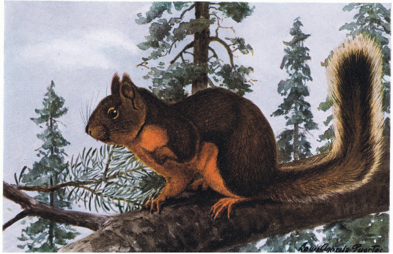 Douglas Squirrel vive em meio a sempre-vivas de Louis Agassiz Fuertes