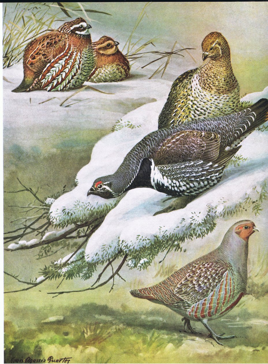 Eastern Bob-White, Canadá Spruce Grouse, perdiz Europeia de Louis Agassiz Fuertes