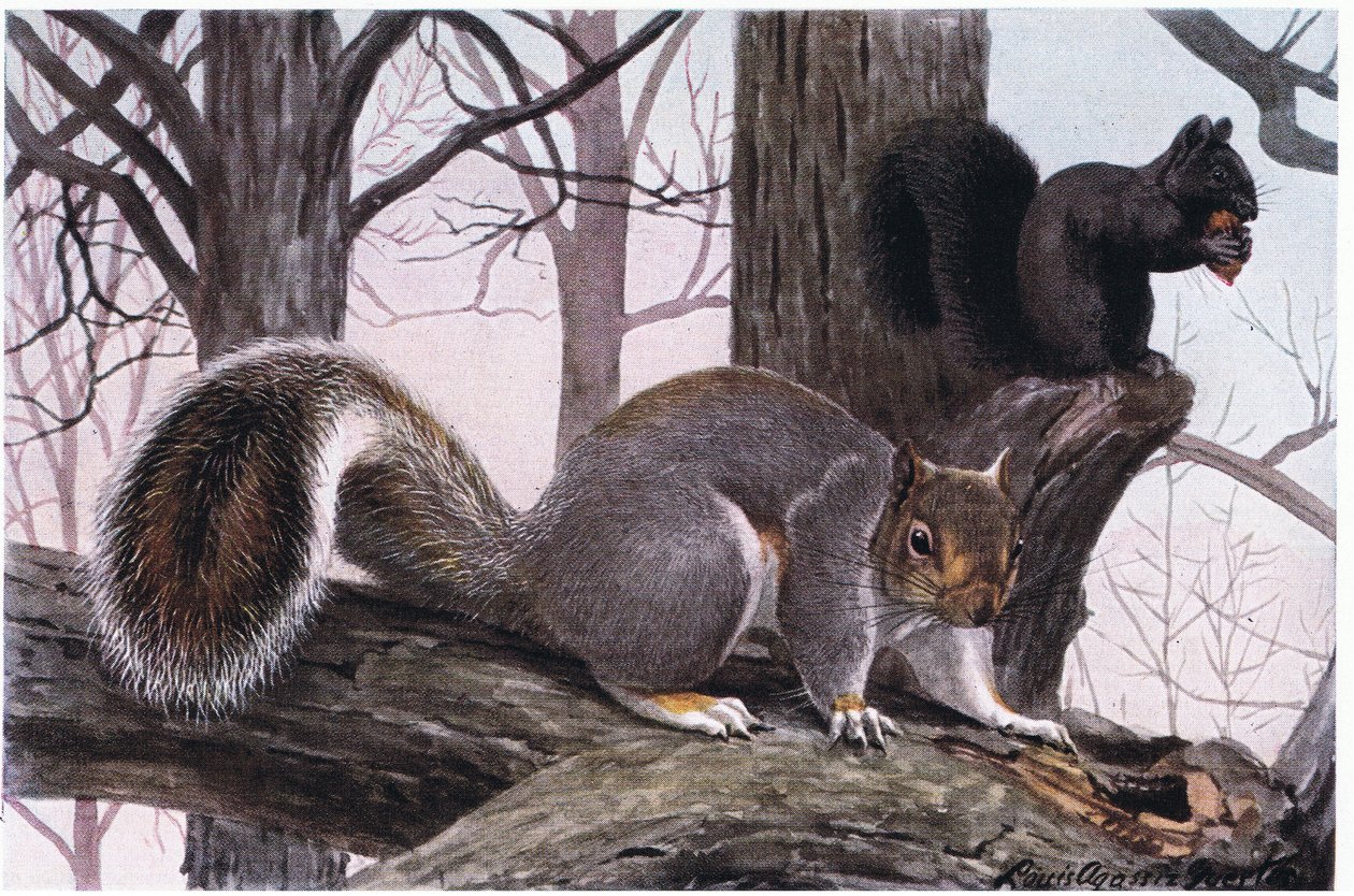 Esquilo-cinzento-oriental, o pêlo é preto e castanho-amarelado de Louis Agassiz Fuertes