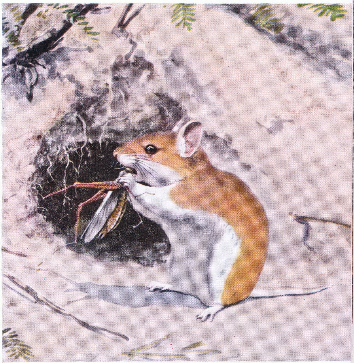 Gafanhoto Mouse jantar em um inseto de Louis Agassiz Fuertes