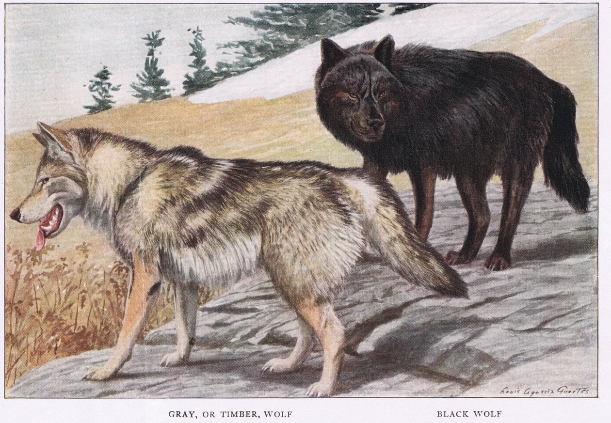 Lobo cinzento ou de madeira de Louis Agassiz Fuertes