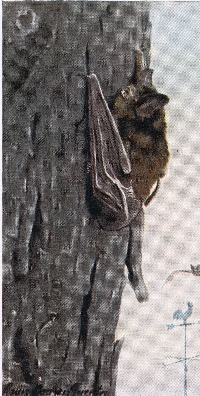 Morcego marrom de Louis Agassiz Fuertes