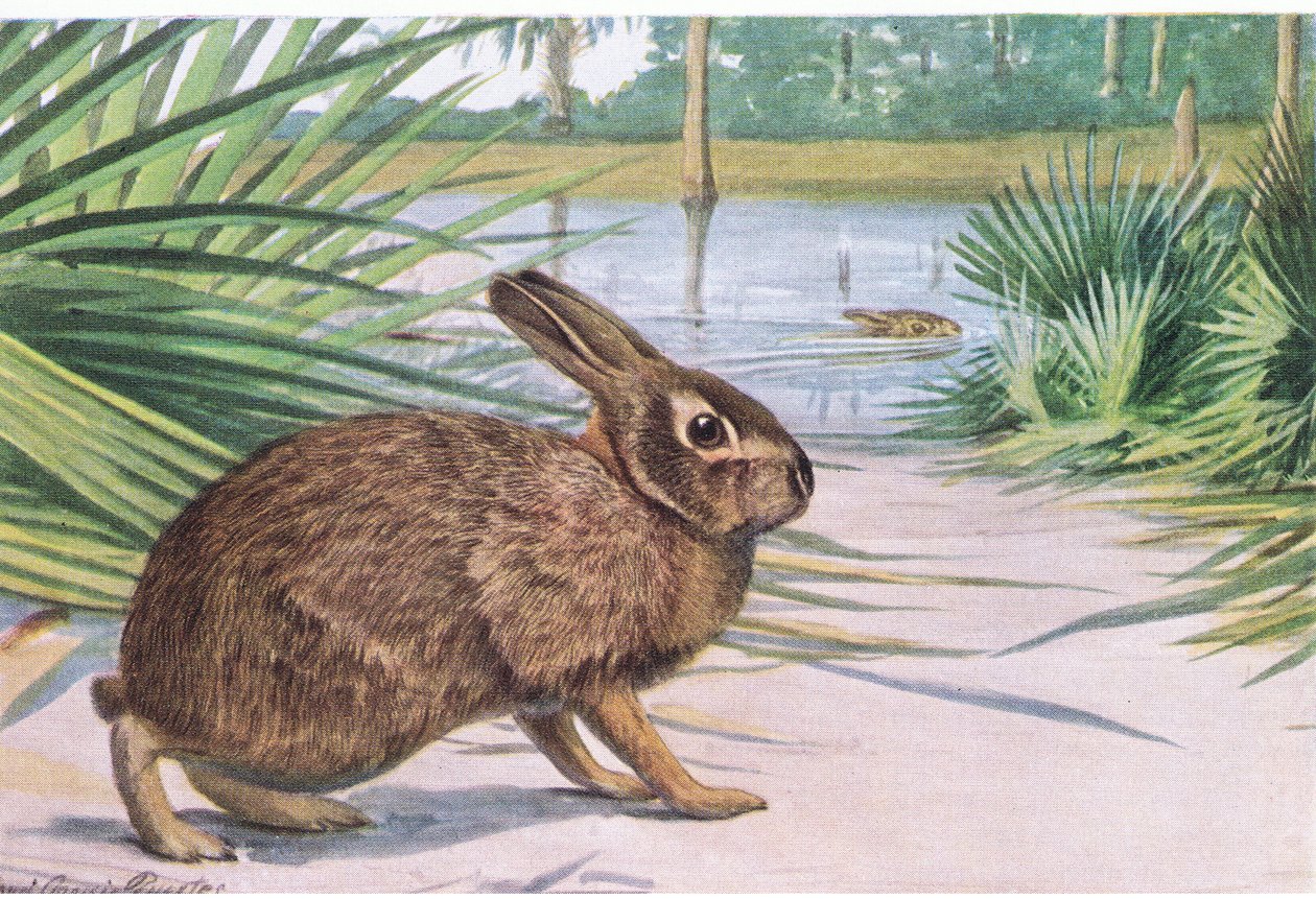 Marsh Rabbit-slow em terra, mas nada rápido com dedos espalhados de Louis Agassiz Fuertes