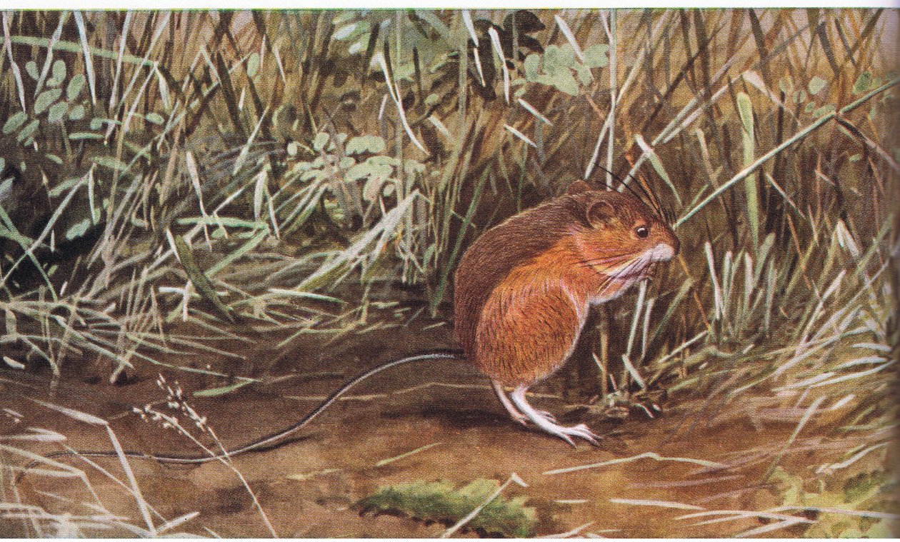 Meadow Jumping Mouse, pequeno rato mas pode saltar oito pés de comprimento de Louis Agassiz Fuertes
