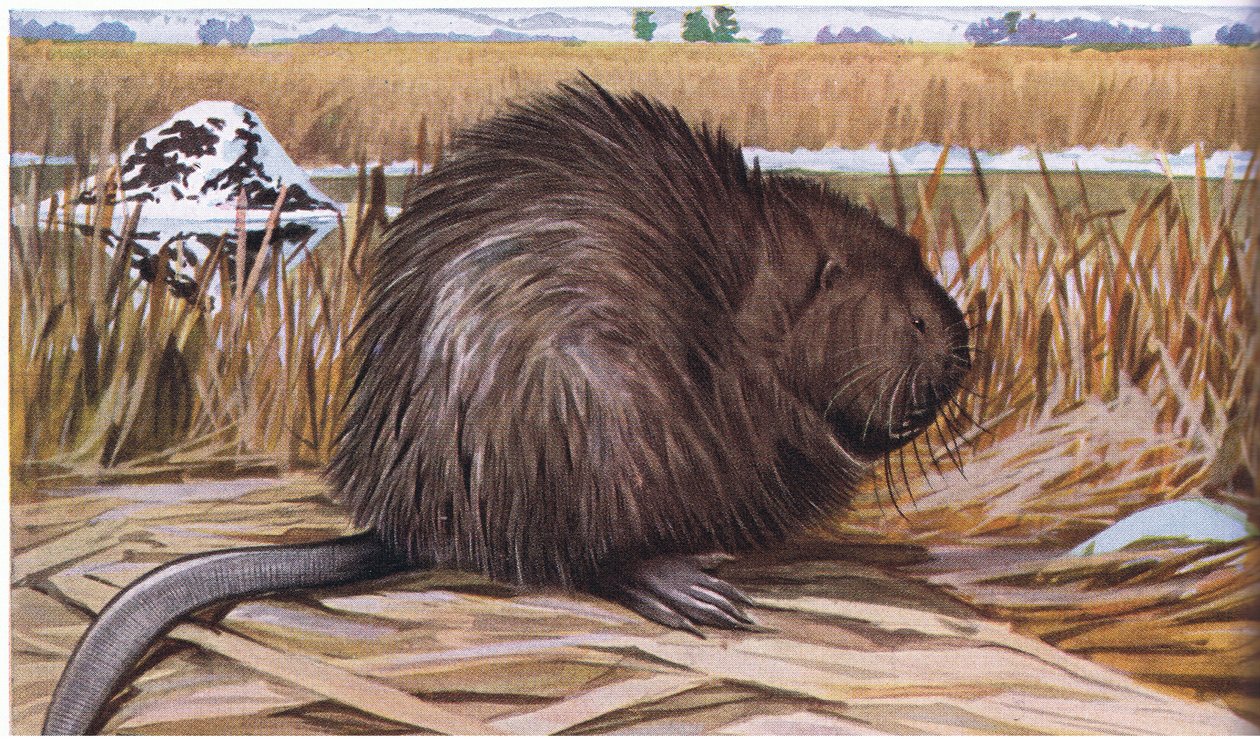 Muskrat constrói uma casa em forma de cúpula de juncos de Louis Agassiz Fuertes