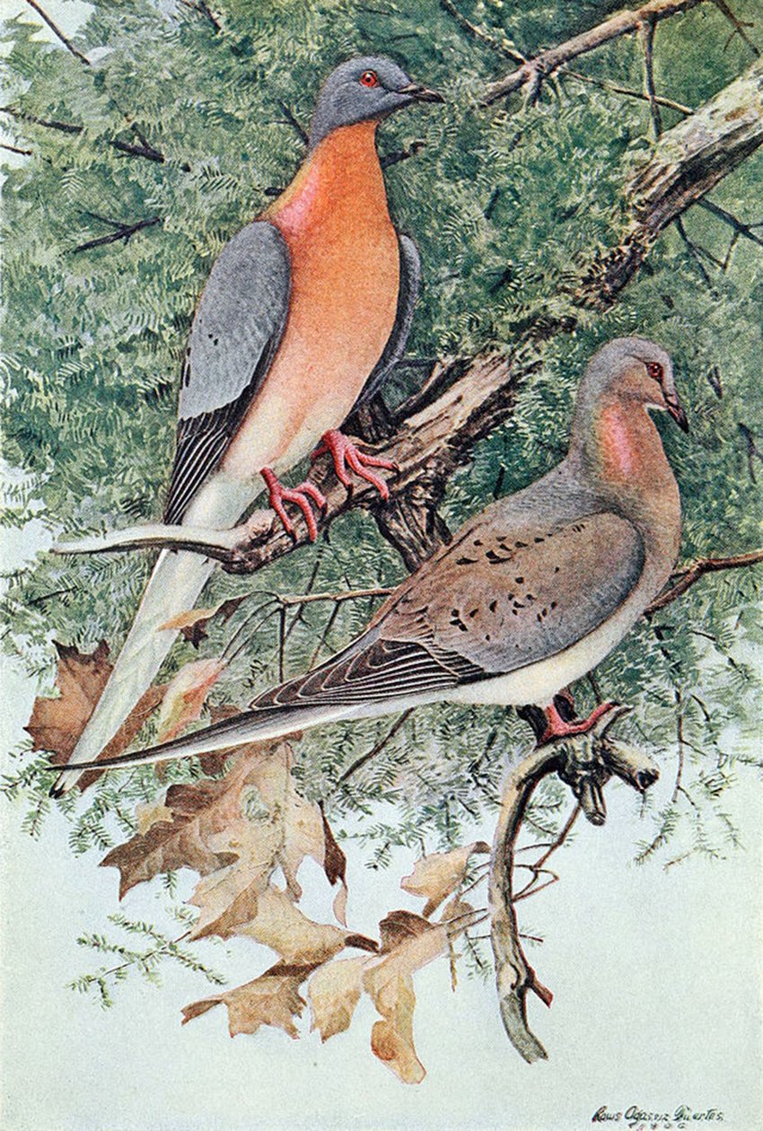 Par de pombos de passageiros, 1906 de Louis Agassiz Fuertes