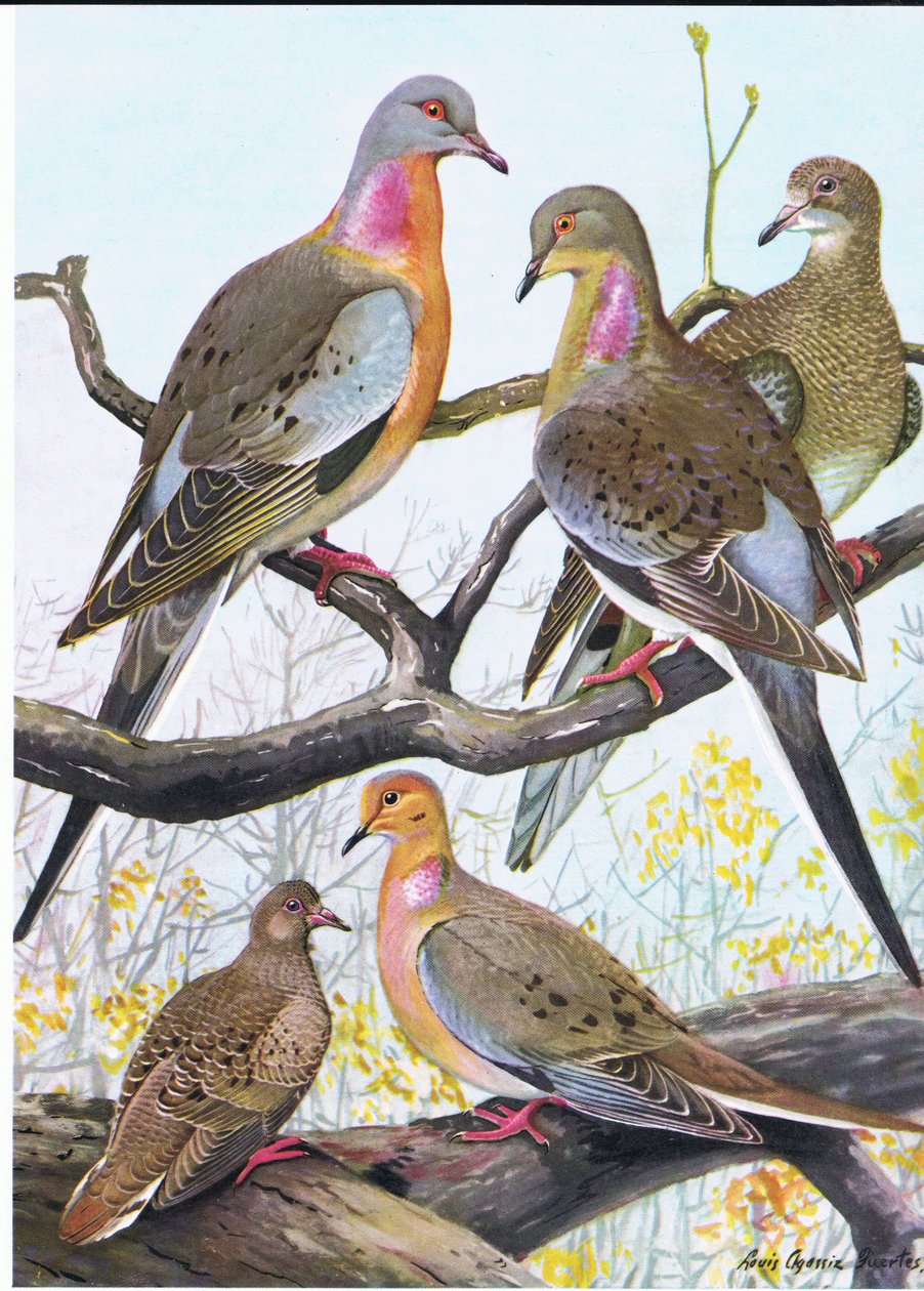 Pombo de passageiros, pomba de manhã Oriental de Louis Agassiz Fuertes
