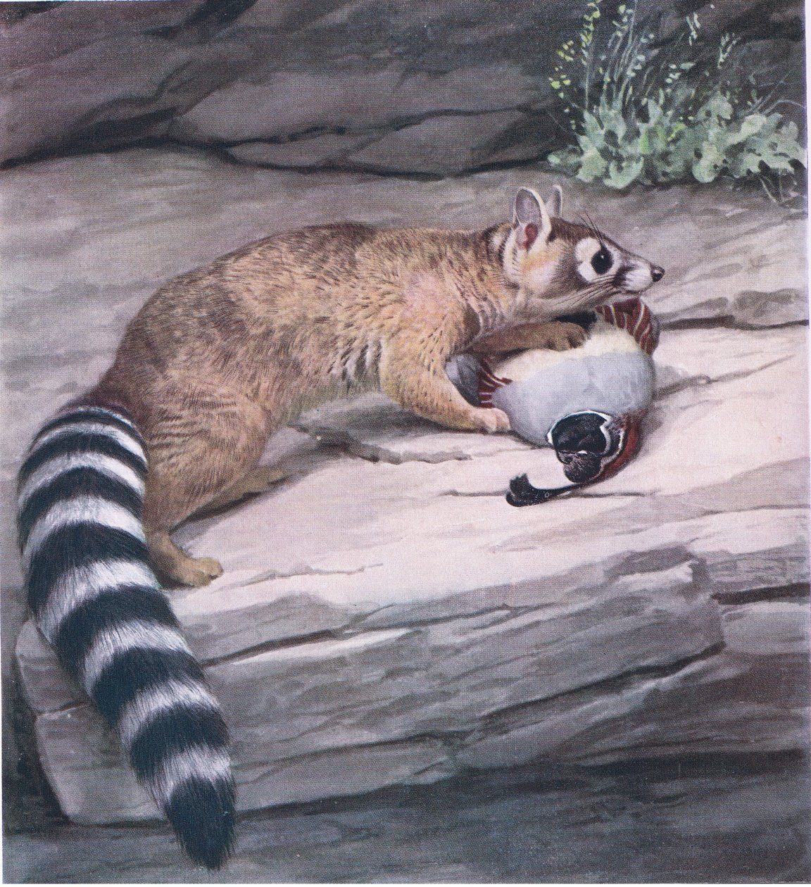 Ringtail de olhos afiados com codorna de Louis Agassiz Fuertes