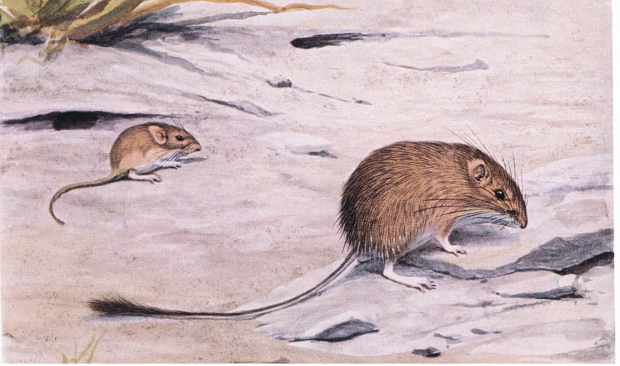 Escoteiros Silky Pocket Mouse para sementes de Louis Agassiz Fuertes
