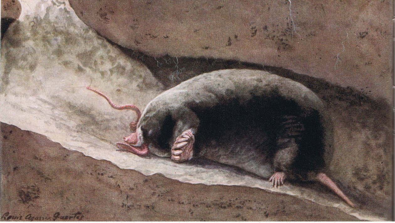 Townsend Mole de Louis Agassiz Fuertes