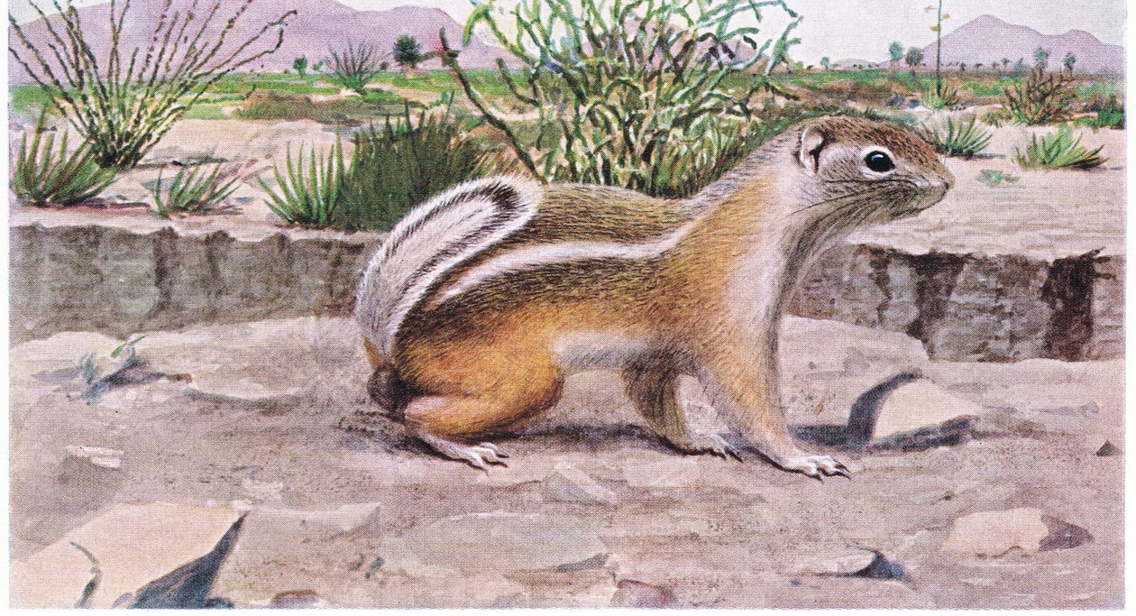 White Tailed Antelope Squirrel forrageia para sementes; frutas e insetos de Louis Agassiz Fuertes