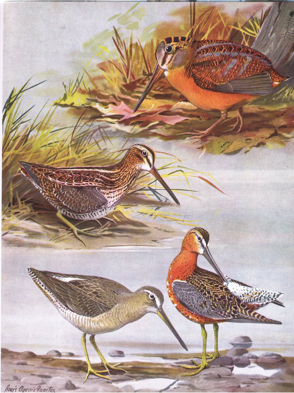 Wilsons Snipe, dowitcher oriental, galinhola americana de Louis Agassiz Fuertes