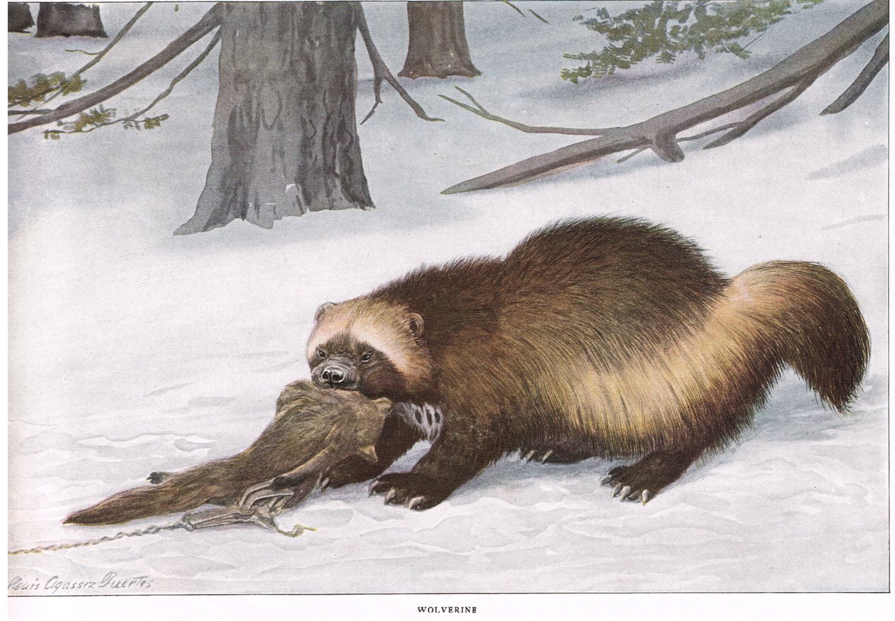 Wolverine de Louis Agassiz Fuertes