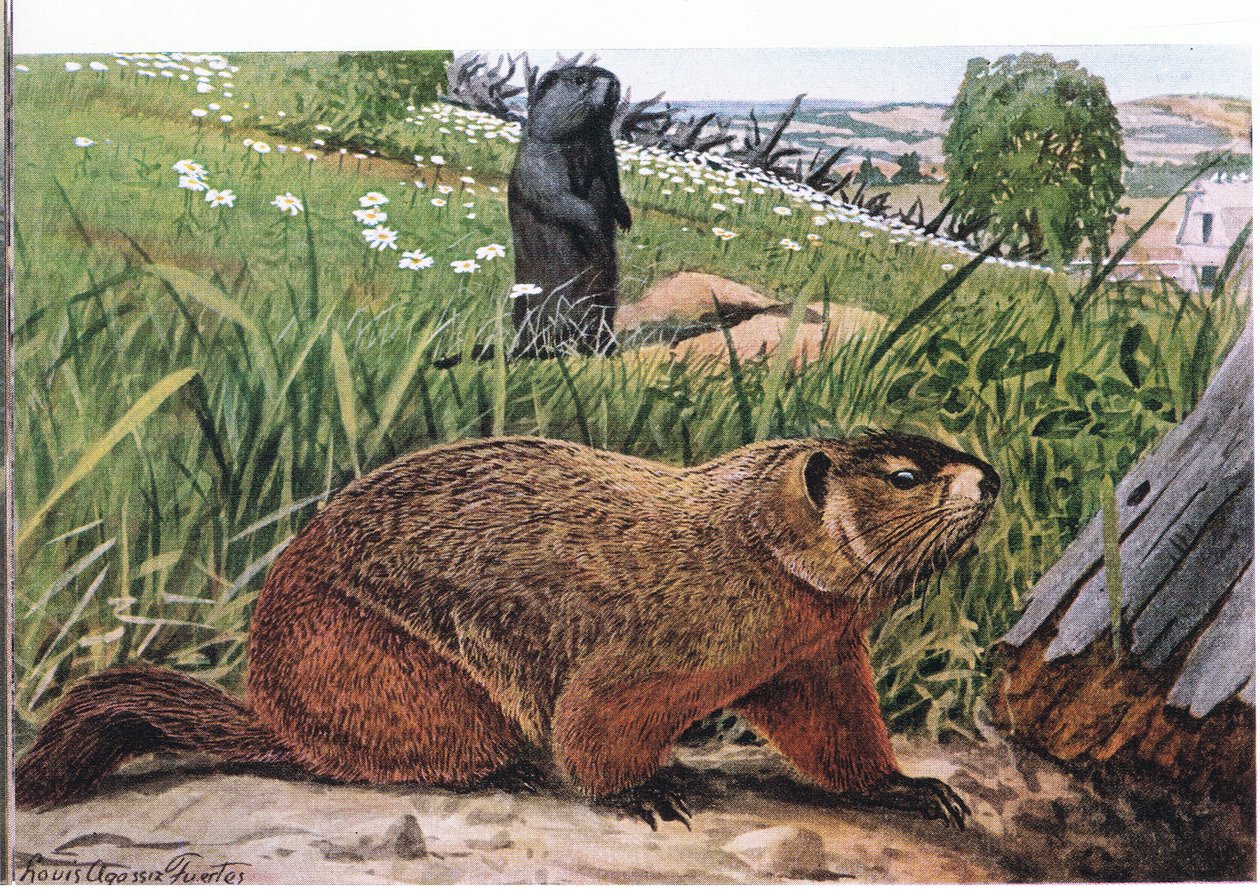 Marmota mais conhecida de todas as Marmotas, se alimenta de pasto de Louis Agassiz Fuertes