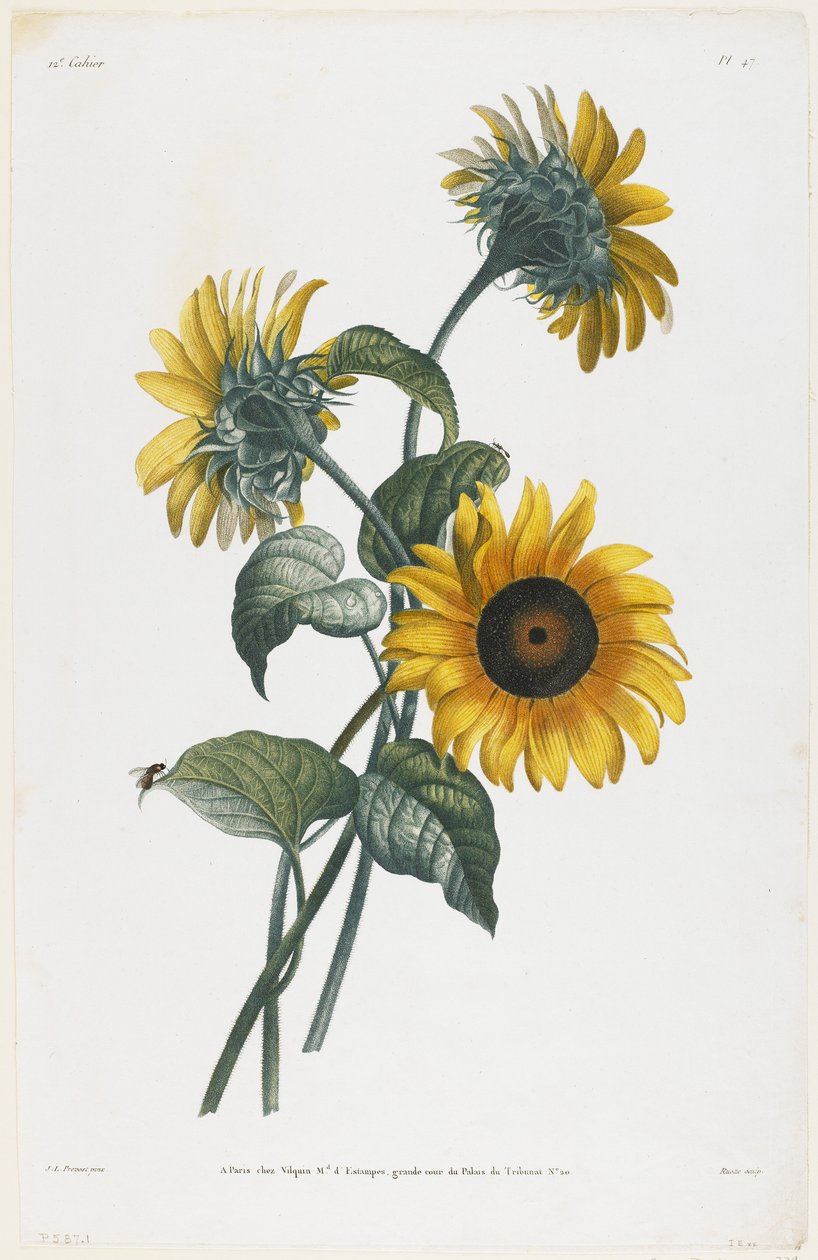 Estudo de Girassóis, 1805 (stipple engraving) de Louis Charles Ruotte