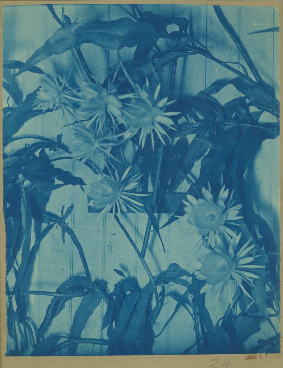 Estudo Floral, c.1900 (cianotipo no monte original) de Louis Comfort Tiffany