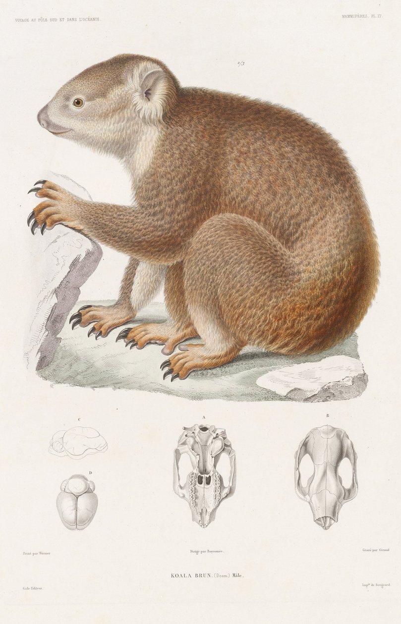 Koala, Brun Journey to South Pole e Oceania de Louis Le Breton