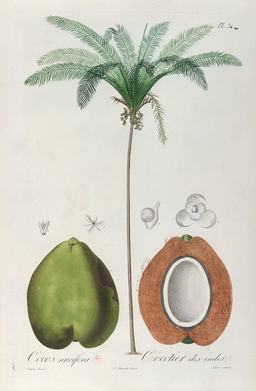 Cocos e Coqueiro (Palmeira), de &39;Flore des Antilhas&39; de François Richard de Tussac, 1808 de Louis Michel Dumesnil