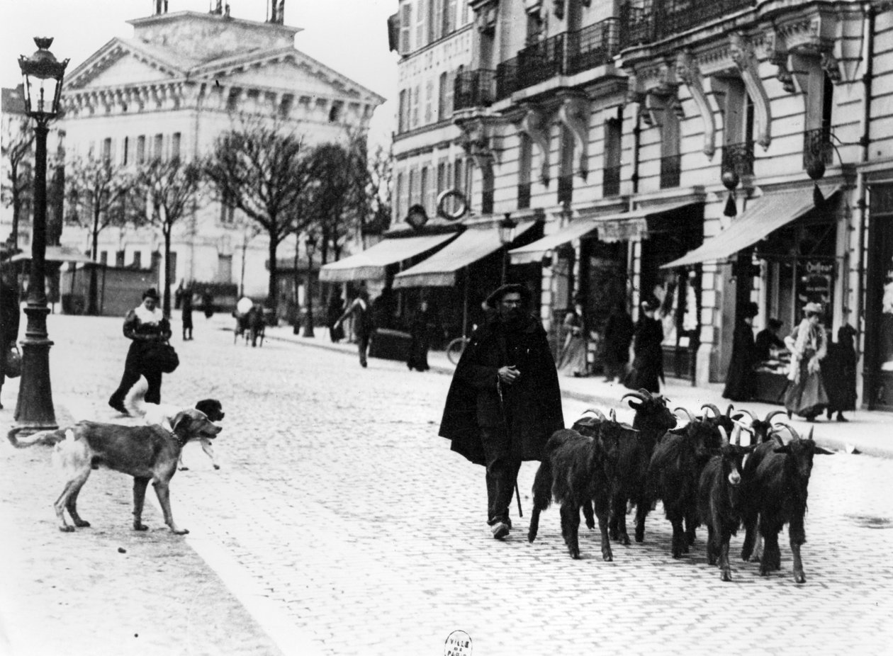 Cabrito dirigindo seu rebanho de cabras no Cours de Vincennes, Paris, c.1900 (foto de bw) de Louis Vert