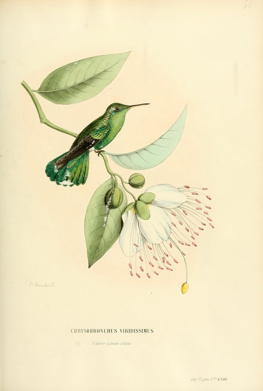 Polytmus Teresa Teresa de Louis Victor Bevalet