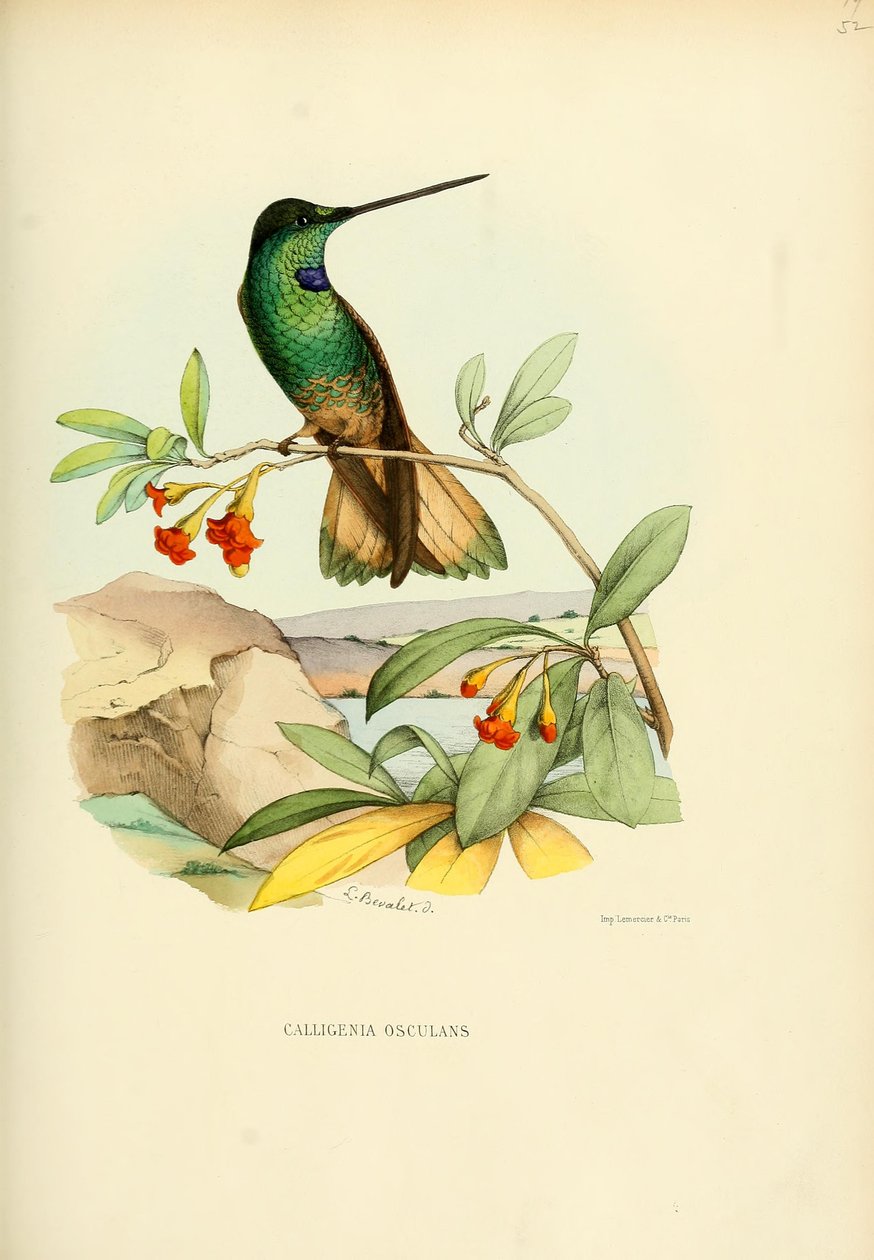 Calligenia kiss kiss = Coeligena violifer de Louis Victor Bevalet