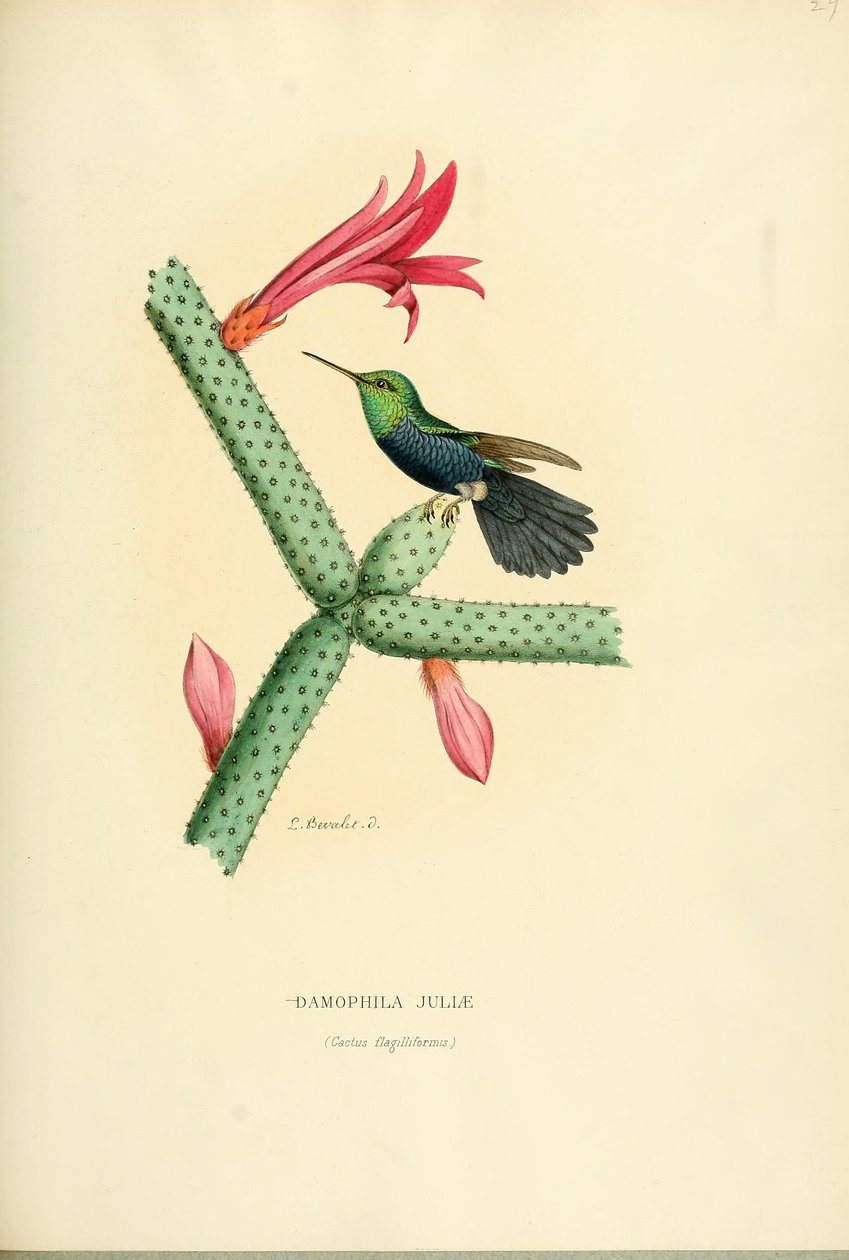 Damophila julie de Louis Victor Bevalet