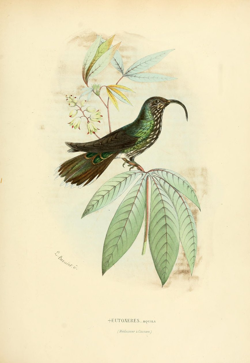 Águia de Eutoxeres de Louis Victor Bevalet