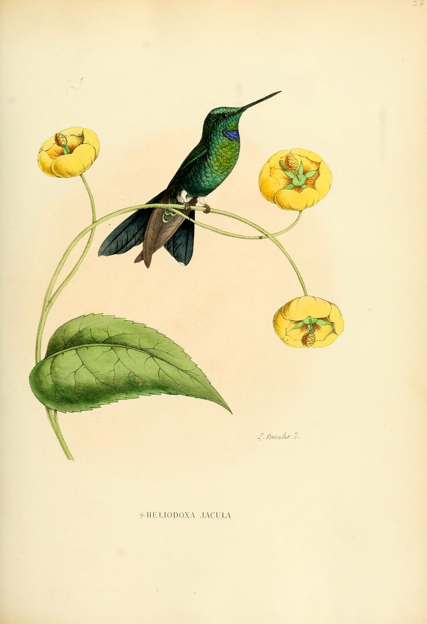 Heliodoxa tiro de Louis Victor Bevalet