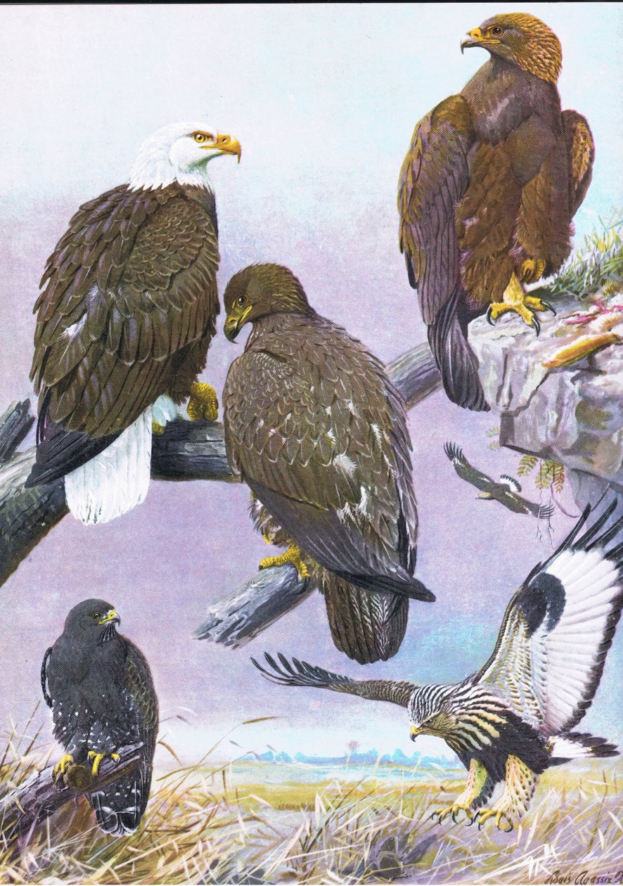 Águia calva, americano, águia dourada, americano, áspero, legged, falcão de Louis Agassiz Fuertes