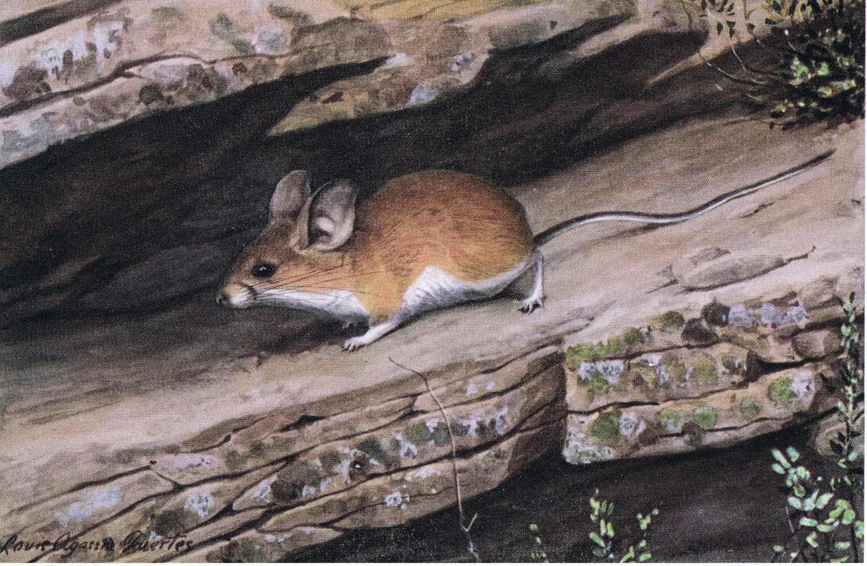 Big Eared Pinion Mouse representa o clã branco footed nas gargantas acidentadas do sudoeste de Louis Agassiz Fuertes