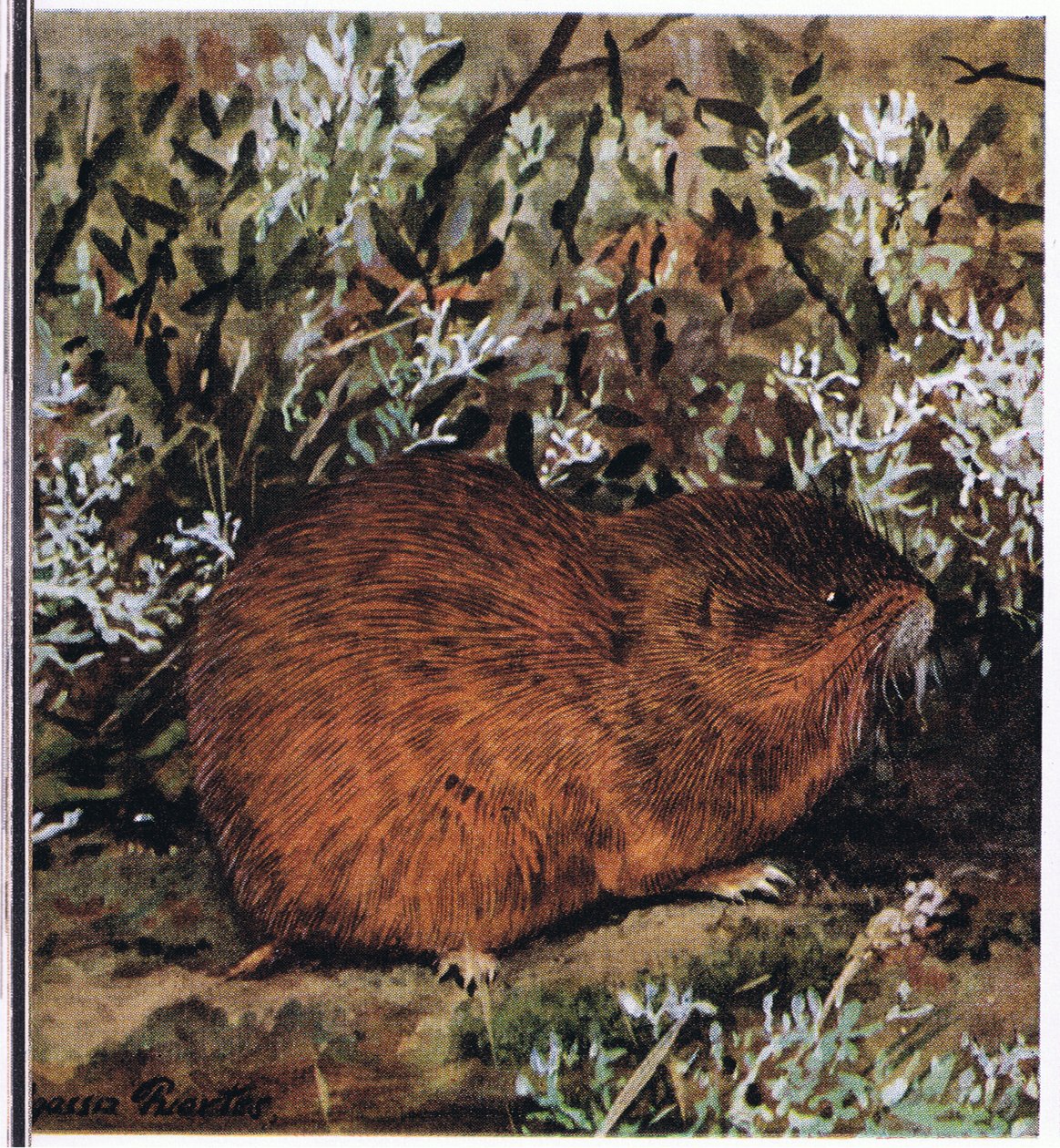 Lemming marrom, um roedor encorpado que vive em um favo de mel de túneis de Louis Agassiz Fuertes