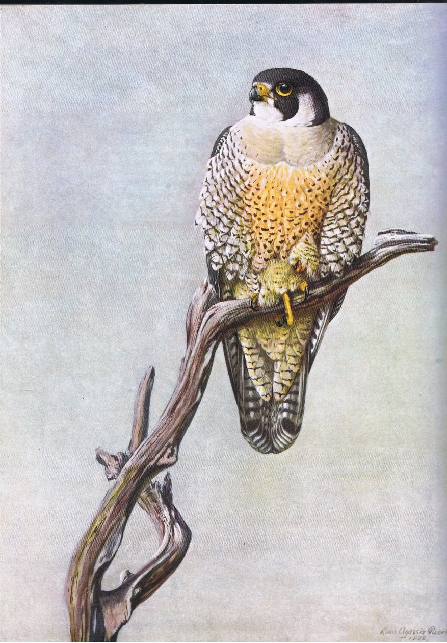Pato Falcão de Louis Agassiz Fuertes