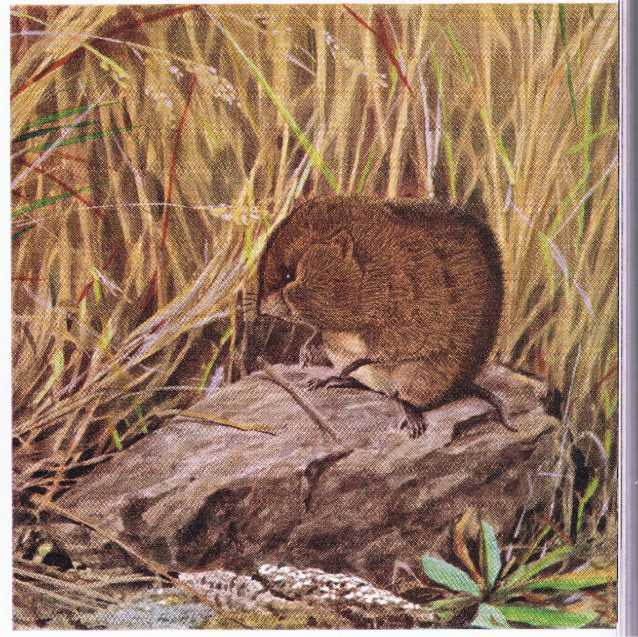 Mouse ou Ratazana, sempre vigilante, examina sua estrada através de uma floresta emaranhada de grama de Louis Agassiz Fuertes