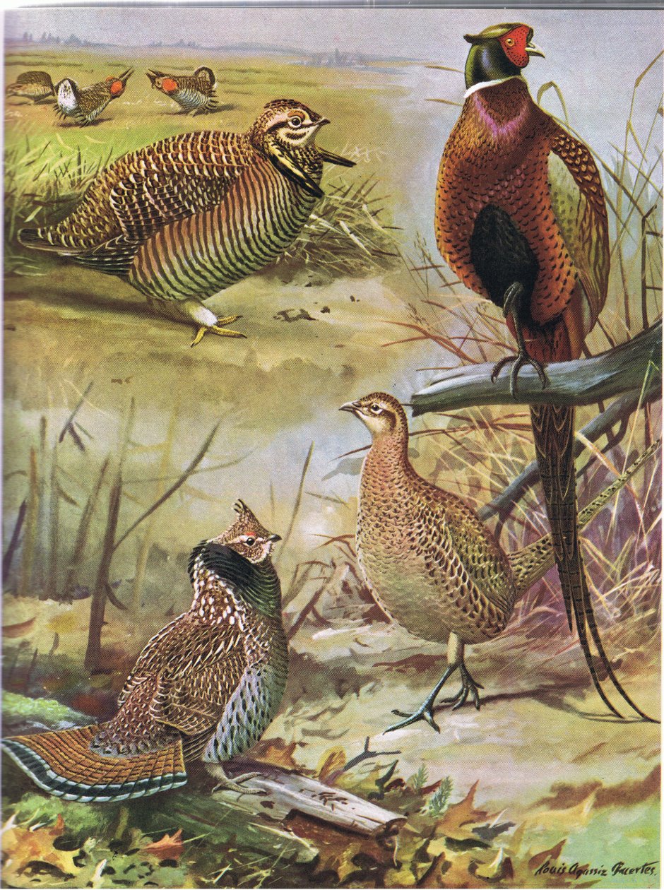 Charneca, faisão anel necked, galo silvestre oriental de Louis Agassiz Fuertes