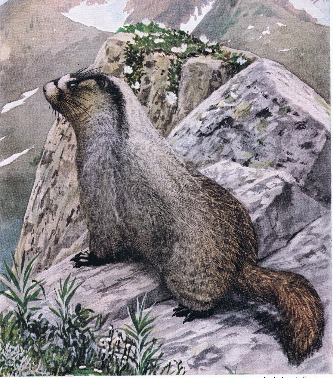 Hoary Marmot sempre vigilante, sinaliza perigo com assobios agudos de Louis Agassiz Fuertes